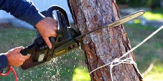Best Pest Control for Lawns  in Riverview, FL