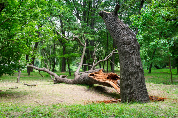How Our Tree Care Process Works  in  Riverview, FL